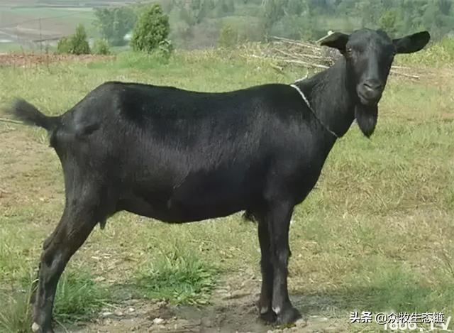 大同特产，世界上最好的羊，看看都在哪（大同特产有什么可以送礼的）