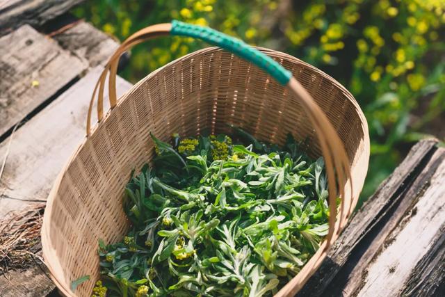 水菊(水菊草),吃一口黄花粑粑你就知道了(菊水是什么) 水菊(水菊草),吃一口黄花粑粑你就知道了(菊水是什么)