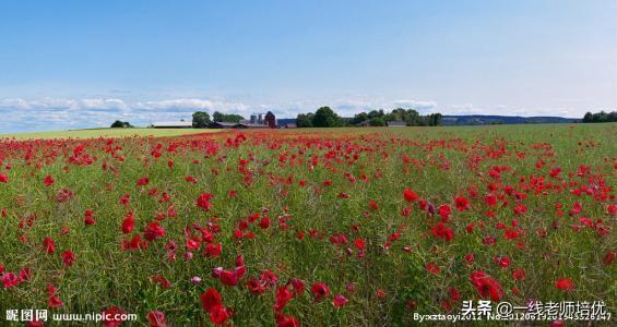 词的起源和分类，词的知识ppt（语文最全基本基础知识积累）