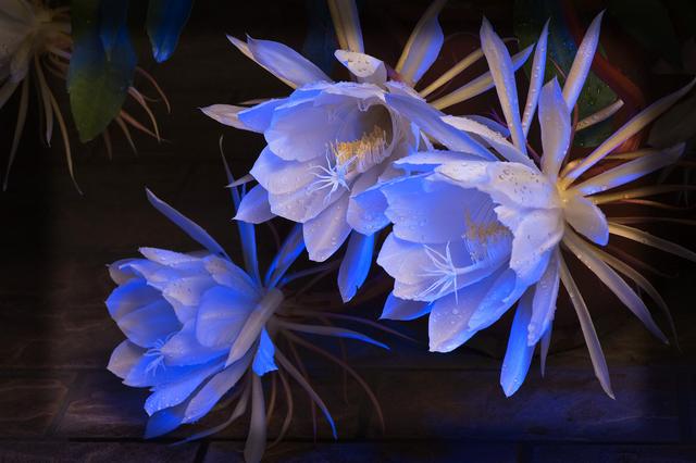 昙花一现下一句是什么，昙花开花的寓意什么（想你在刹那芳华）