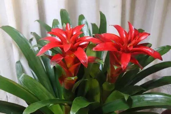 鸿运当头的养殖方法，鸿运当头怎么养殖（鸿运当头养的比花店都好）