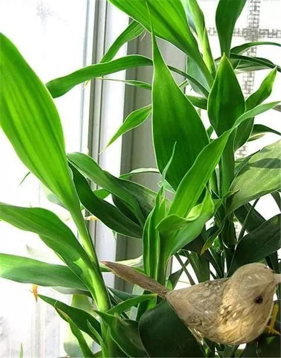 一进门见到什么植物好，一进门口摆放什么植物旺风水（6种“健康花”）