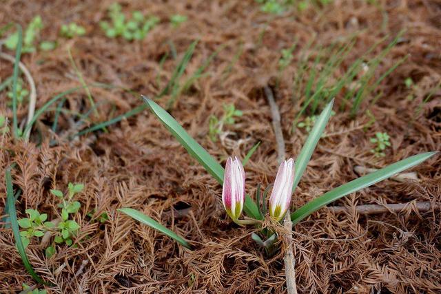 哪些人不能吃野葱，“老鸦瓣”认识的人不多