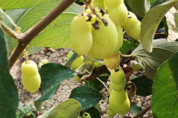 青枣，想栽培的话需要注意什么（青枣热量高吗）