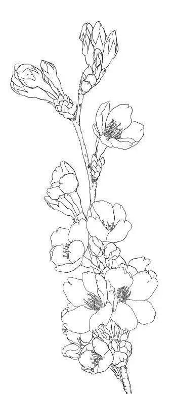 简单的花怎么画，如何画小花花简笔画（一朵花，简单的几笔就可以了）