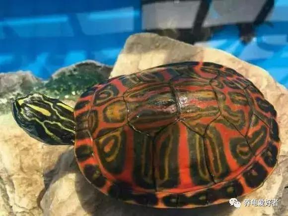 西非侧颈龟怎么养,西非侧颈龟怎么养成浅色(看完之后会想要一只吗) 西非侧颈龟怎么养,西非侧颈龟怎么养成浅色(看完之后会想要一只吗)