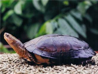 乌龟种类有哪些，乌龟种类有哪些品种（陆龟和水陆两栖龟区别）