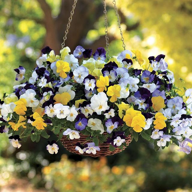 春天的植物有哪些，春天常见的植物（“24种”适合冬天种植的花草）