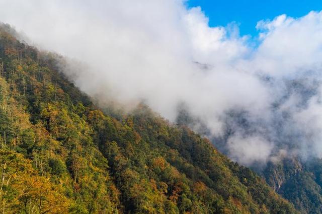 梵净山在哪里呢，梵净山在哪里个省哪个市（北半球最古老的生态乐园）