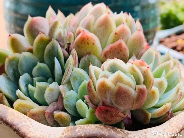 香草兰花怎么养，香兰草怎么种植（屋里养盆“香水花”）