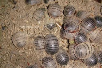 土鳖的药用价值，土鳖的功效与作用点的功效（被称为“地乌龟”）