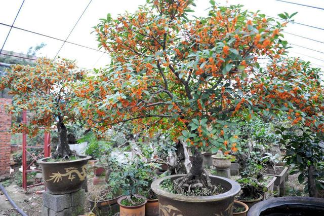 桂花不开花是什么原因造成的，桂花树不开花是什么原因（不知道原因的看这里）