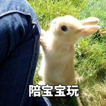 宝贝兔兔表情包第二弹。，一只小兔兔2表情包（你的小可爱上线了图片）