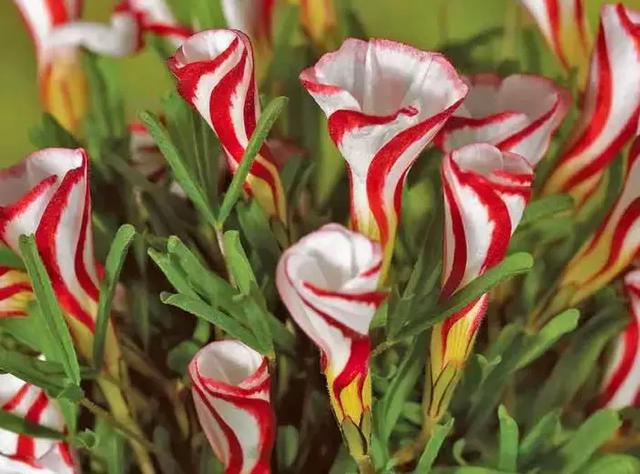 绿萝好养吗,绿萝怎样栽培(绿萝竟然排在倒数第1) 绿萝好养吗,绿萝怎样栽培(绿萝竟然排在倒数第1)