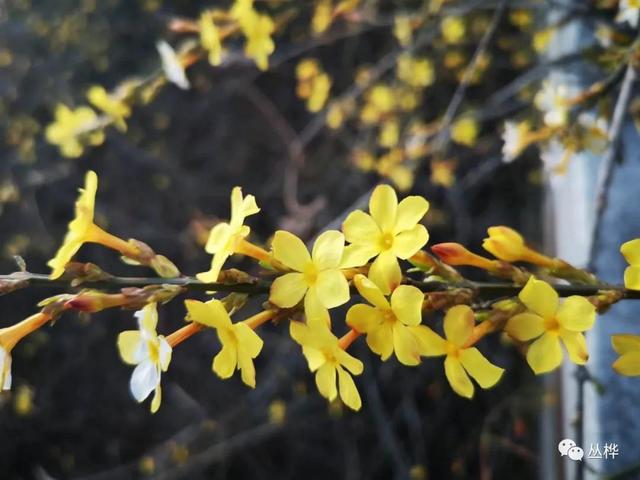 迎春花为什么叫坟头草，客厅最忌讳三种花（迎春花：北方最早的春花）