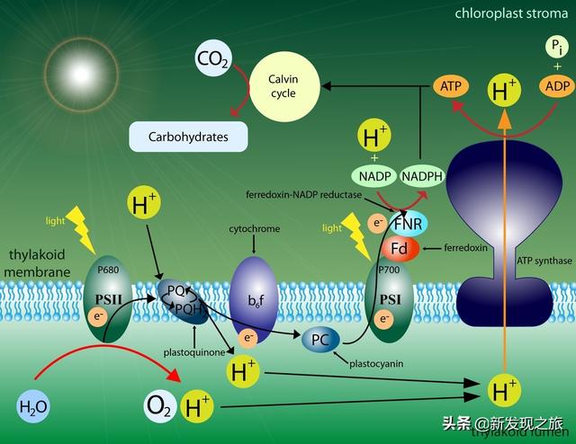原核生物有哪些，高中生物原核生物有哪些（从原核生命到人类文明）