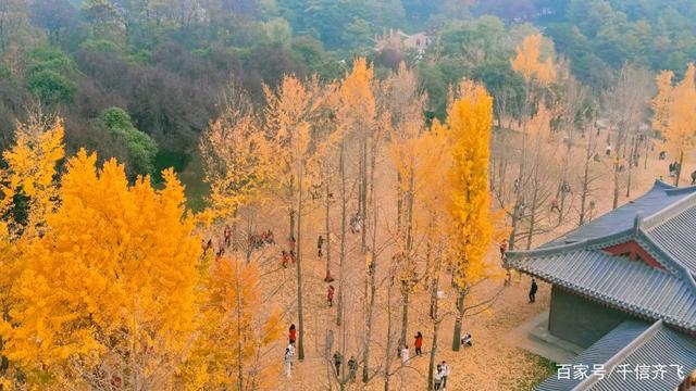 银杏叶的花语和意义，银杏叶的花语寓意（银杏花语、传说和旅游景点推荐）