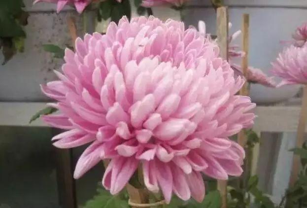 世界最美菊花80种太美了，金秋十月赏菊花——世界最美菊花80种送给您