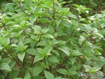 野荞麦根和乌鸡蛋煮，野荞麦根和乌鸡蛋煮水的功效（农业科普：53种野菜）