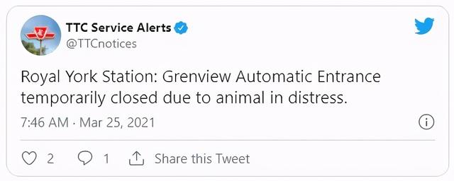 加拿大的动物国宝，加拿大的国宝动物是什么动物（加拿大国宝河狸大摇大摆进了地铁站）