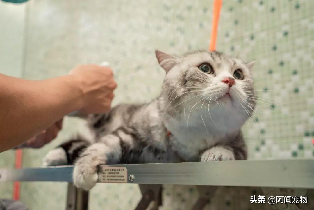 猫咪洗牙多少钱 猫咪洗牙一般价格