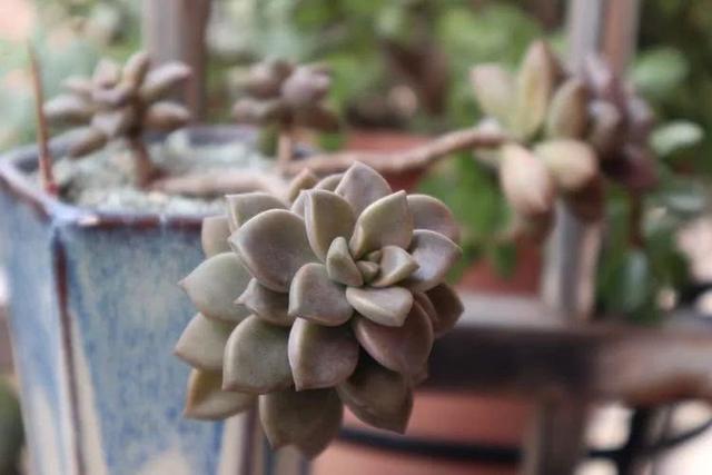 丸叶松绿怎么养，丸叶松绿的叶子可用来繁殖吗（养多肉，记名字，预防老年痴呆）