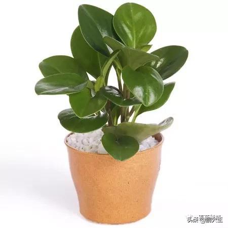 橡皮树的寓意是什么，花匠带你养花之橡皮树养护知识大全