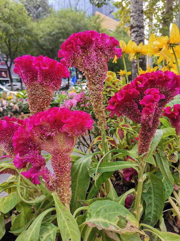 【鸡冠花种子】如何种植鸡冠花种子，鸡冠花种子怎么种植（1种花开花像个大鸡冠）