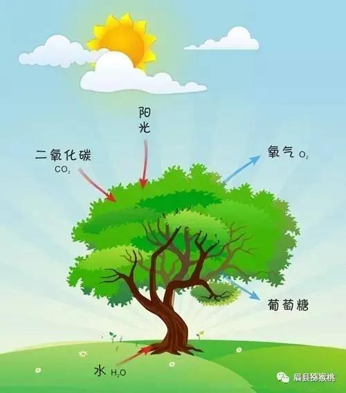 绿色植物的光合作用（光合作用有什么意义）