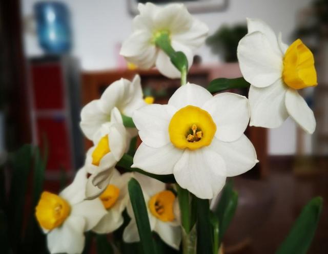 水仙花开完花以后怎么处理，花期长，还能开出好看花（水培百合花怎么养才能保持开的久）