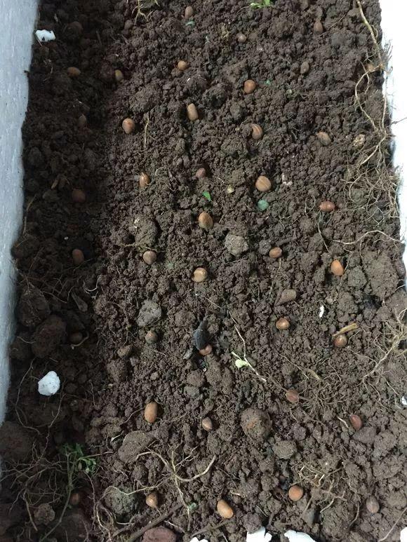 冬天吃什么菜好，冬天吃什么菜最好（下雪天冻不死）