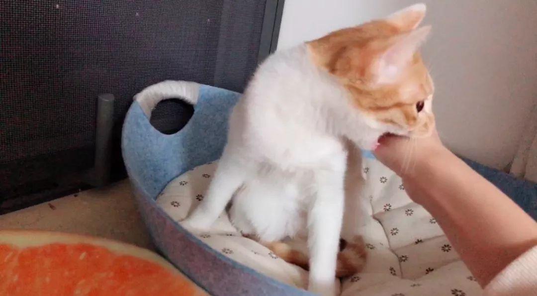 猫咪爱咬人怎么办(猫咪抓人咬人屡教不改怎么办)