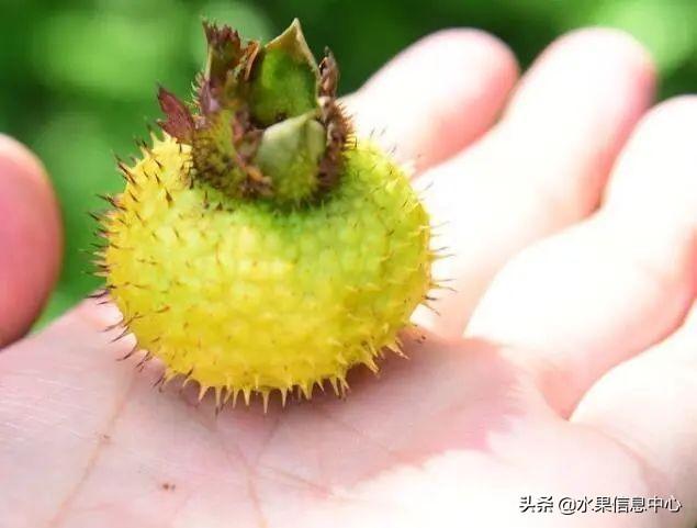 醋柳果的功效与作用，醋柳果的功效与作用及禁忌（国内有哪些小众特色水果）