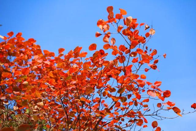 满山红叶似彩霞，阿宝歌曲大全（山东最全赏红叶地图来了）