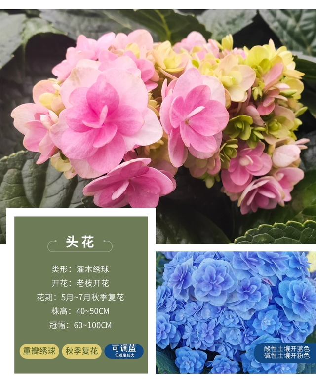 母亲节送什么花，母亲节该送什么花（你的宠妈清单上是否有花）