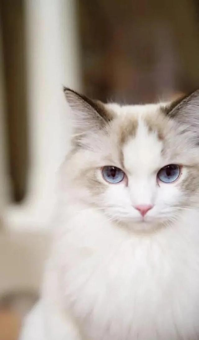 看,它眼睛里有星星～本文关键词:猫咪的图片大全,猫咪图片可爱呆萌,猫