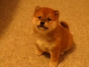 呆萌狗狗，呆萌狗狗道具（呆萌+有趣+憨厚图片）