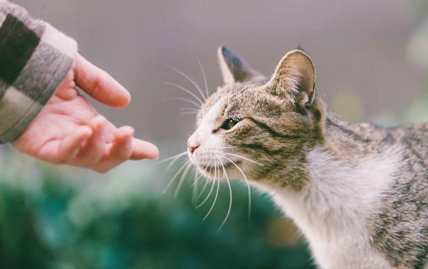 猫吃了死老鼠活多少天 猫吃了死老鼠中毒了能存活几天