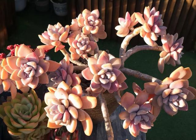 多肉十大美人系列，十大漂亮多肉（盘点盘点多肉界的“美人”们）