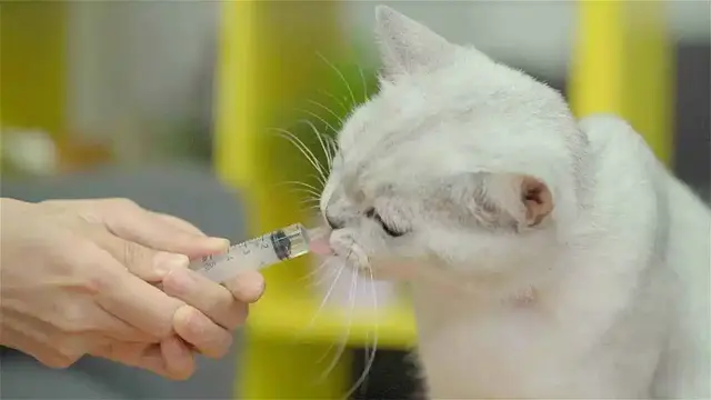 猫为什么不吃东西，猫为什么老是不吃东西是什么原因（猫咪厌食的几个原因你要了解一下）