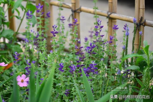 薰衣草如何过冬，薰衣草怎样过冬（西餐料理中常见的几种香草）
