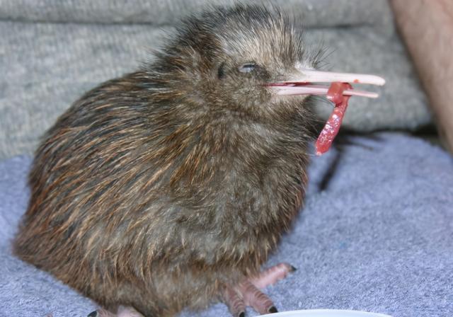 无意乌，我玩传奇世界时无意杀死了一匹乌骓马（世界上绝无仅有的无翼鸟）