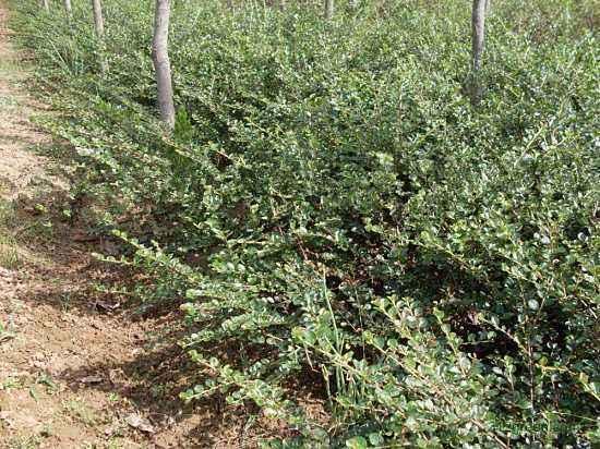 铺地蜈蚣盆景怎么养，铺地蜈蚣盆景叶子干枯（山上长出“铺地蜈蚣”）