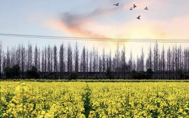 油菜花开的季节，适合家庭室内养的花与绿植（2019年全国油菜花开放时间表）