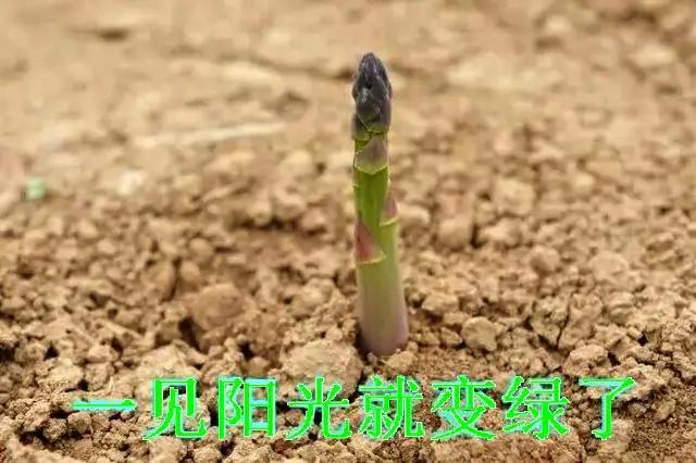 芦笋需要去皮吗，芦笋是否需要去皮（才发现很多人没吃过芦笋）