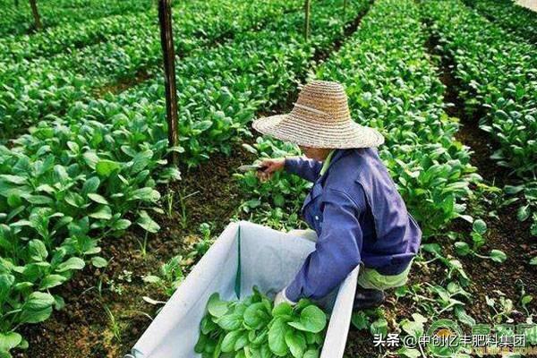 冬天蔬菜有哪些品种，口感佳抗寒性好的11种蔬菜推荐