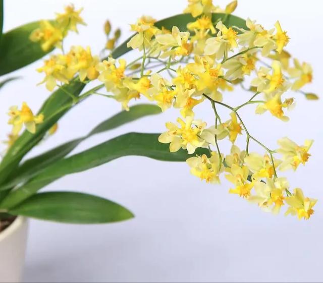 文心兰的花语，文心兰的养殖方法和注意事项（文心兰花语及养护、科普）