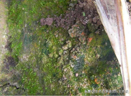 青苔怎么快速清除，怎么清除青苔最快（菜农朋友可用这2招除去）