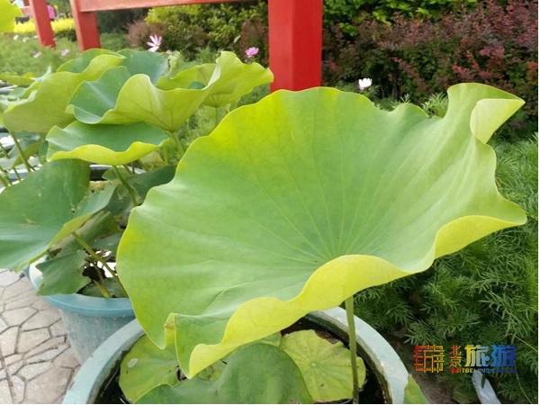 颐和园必看十大景点，颐和园有哪些景点值得去玩（这10个最美赏荷地等你来）