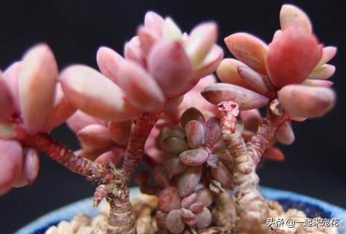 如何养好多肉植物胧月，胧月多肉用什么盆养（了解掌握3个技巧）